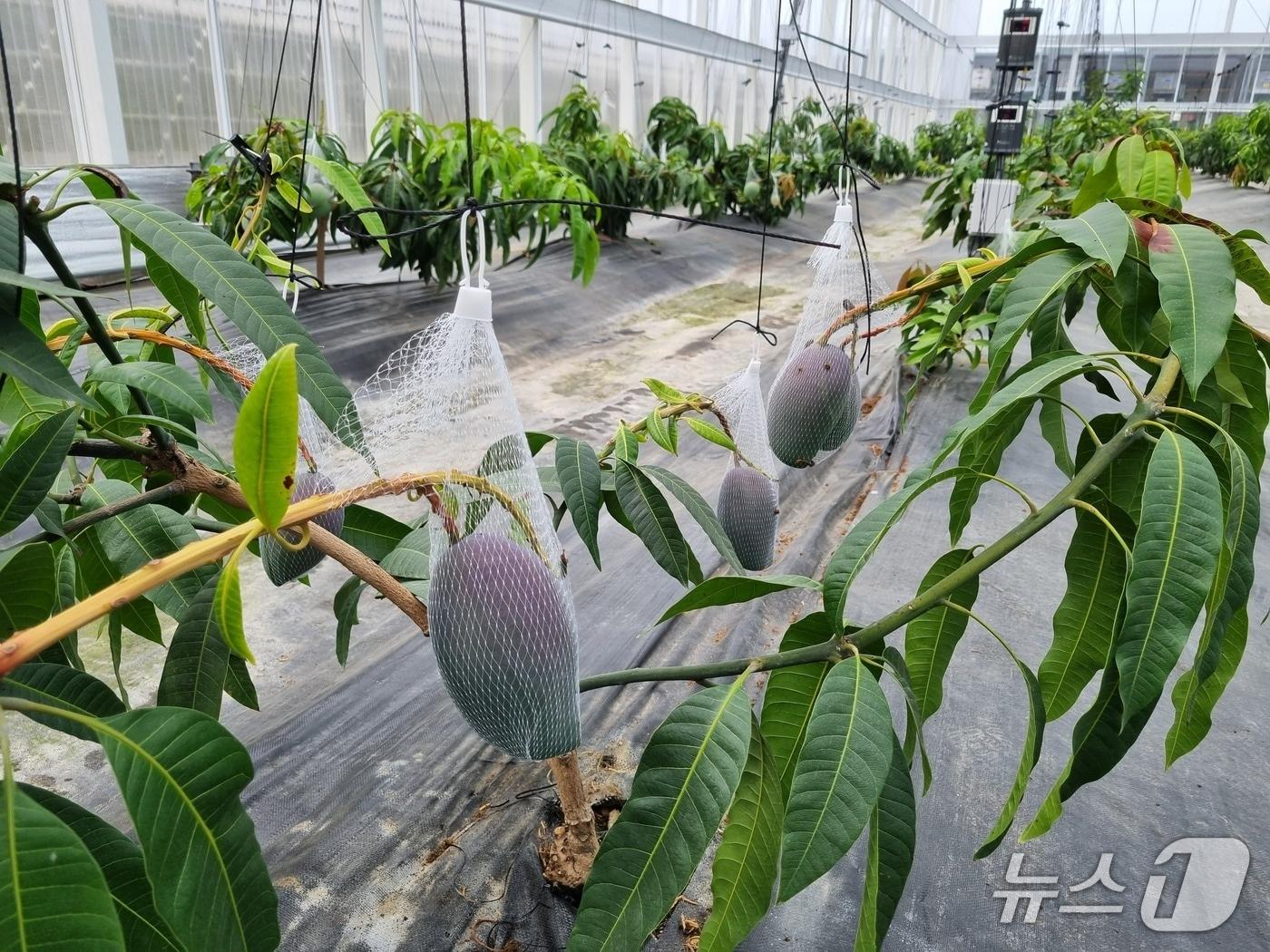 본문 이미지 - 진천군 실증시험포에서 시험 재배 중인 애플망고.(진천군 제공)/뉴스1