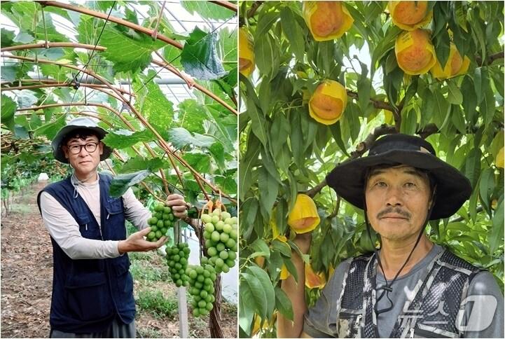 본문 이미지 - 옥천군 포도왕 차재동씨(왼쪽)와 복숭아왕 황기택씨 (옥천군 제공, 재판매 및 DB금지) /뉴스1 