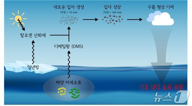 본문 이미지 - 북극 미세조류와 DMS, 대기 중 구름응결핵 모식도(극지연구소 제공)