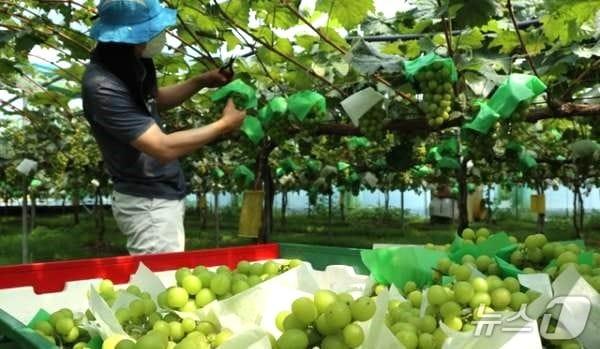 본문 이미지 - 충북 영동군에서 포도 재배하는 한 농민이 샤인머스캣을 수확하고 있다. (영동군 제공, 재판매 및 DB금지) /뉴스1 