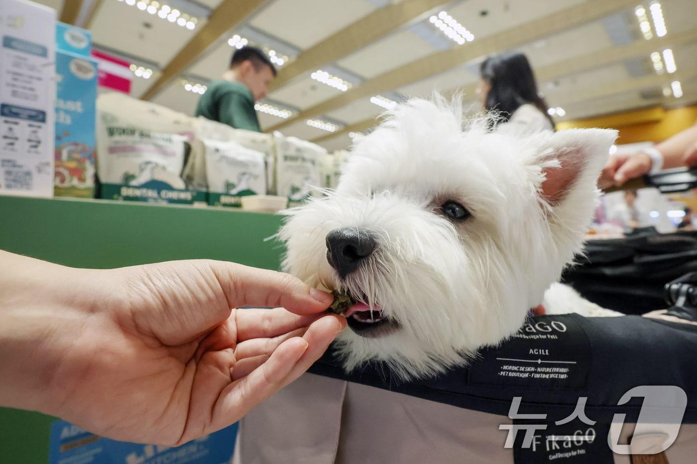 13일 오전 서울 강남구 코엑스에서 열린 '2025 케이펫페어 서울'에서 한 반려견이 간식을 맛보고 있다. 이번 전시에서는 사료, 의류, 유모차, 장난감 등 185개사 306 부스가 참여했다. 2025.8.13/뉴스1 ⓒ News1 민경석 기자