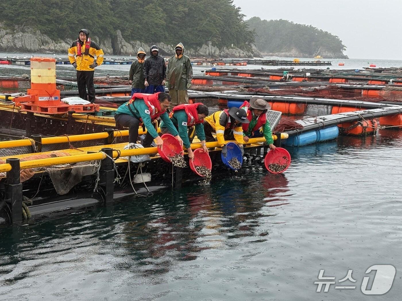 본문 이미지 - 양식어류 방류 현장.(남해군 제공. 재판매 및 DB금지)