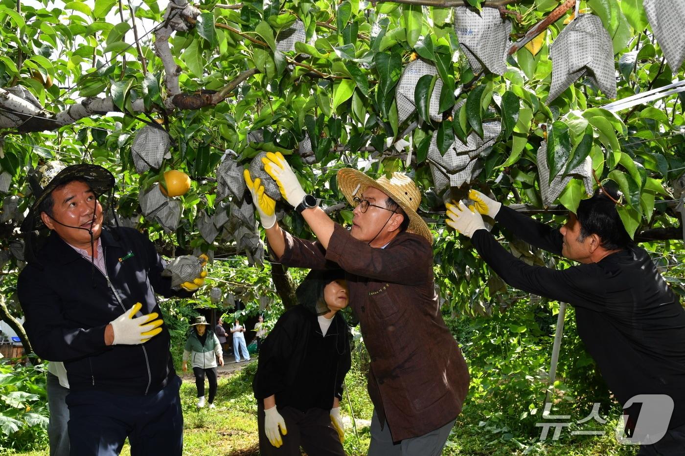 이순걸 울주군수가 13일 온양읍 운화리 노동열 씨의 과수원에서 올해 첫 울주 햇배를 수확하고 있다. (울주군 제공. 재판매 및 DB 금지) /뉴스1