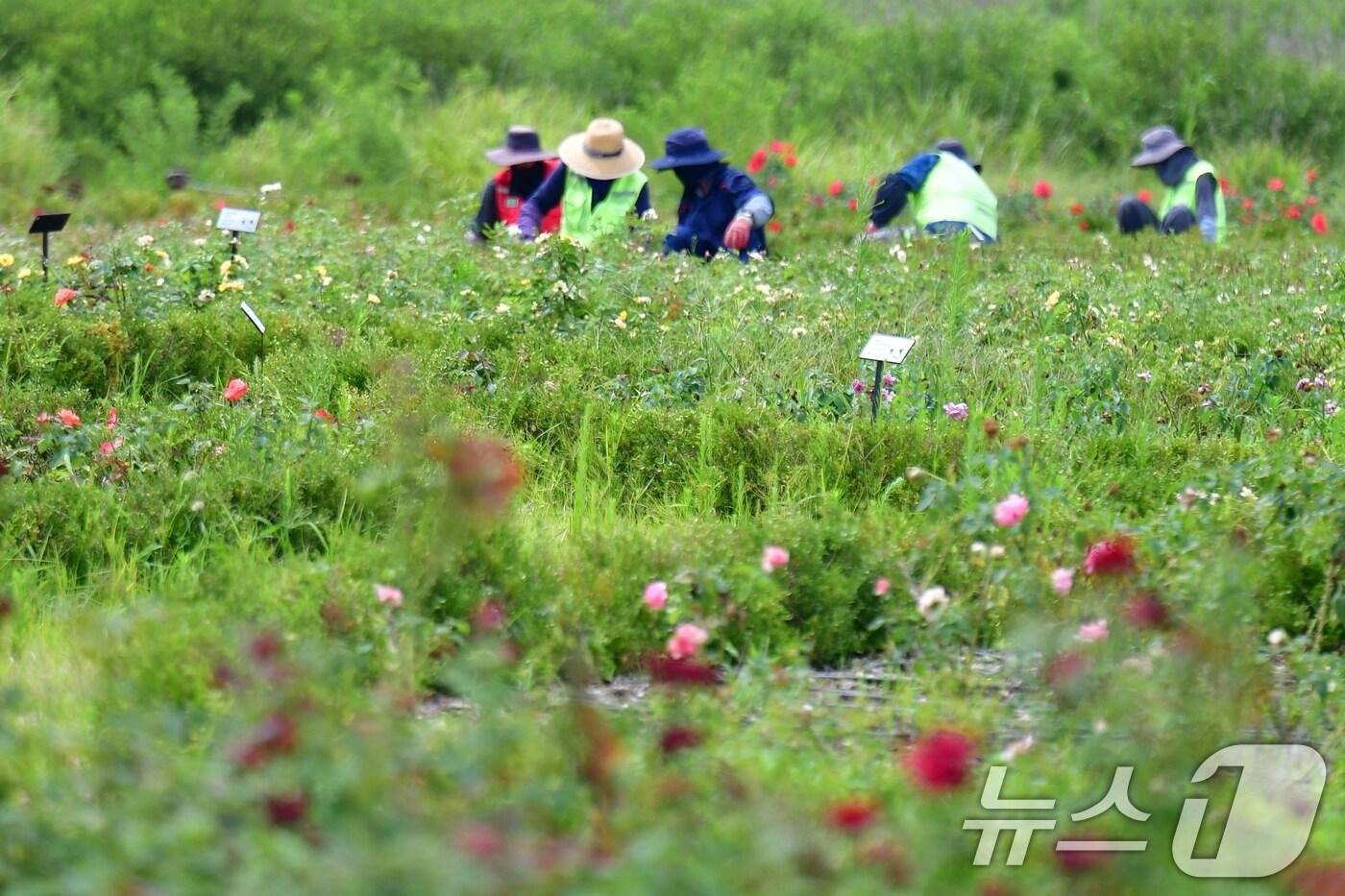 지난 13일 오후 경북 포항시 남구 인덕산 자연마당에서 공공근로자들이 화단을 정리하고 있다. 2025.8.13/뉴스1 ⓒ News1 최창호 기자