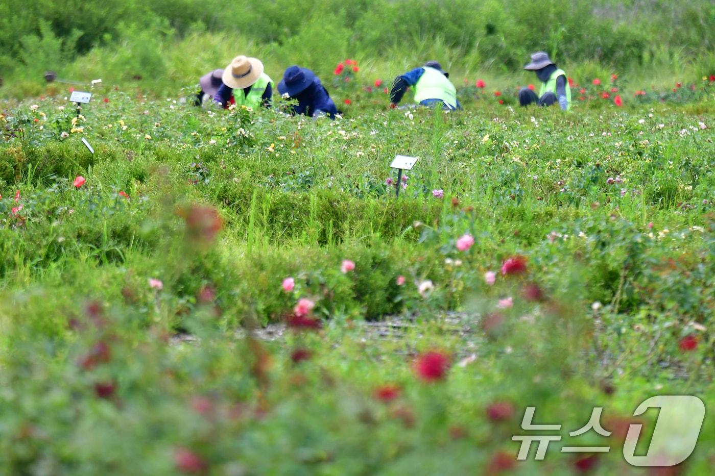 13일 오후 경북 포항시 남구 인덕산 자연마당에서 공공근로자들이 화단을 정리하고 있다. 2025.8.13/뉴스1 ⓒ News1 최창호 기자