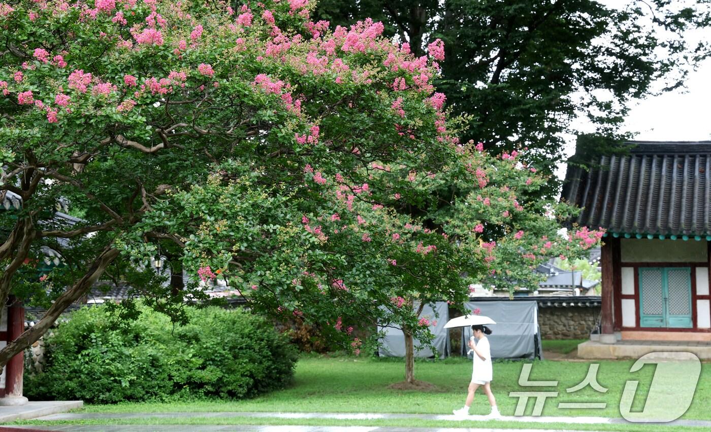 소나기가 내린 전북 전주시 전주향교에 배롱나무꽃이 꽃망울을 터뜨리고 있다. 2025.8.13/뉴스1 ⓒ News1 유경석 기자