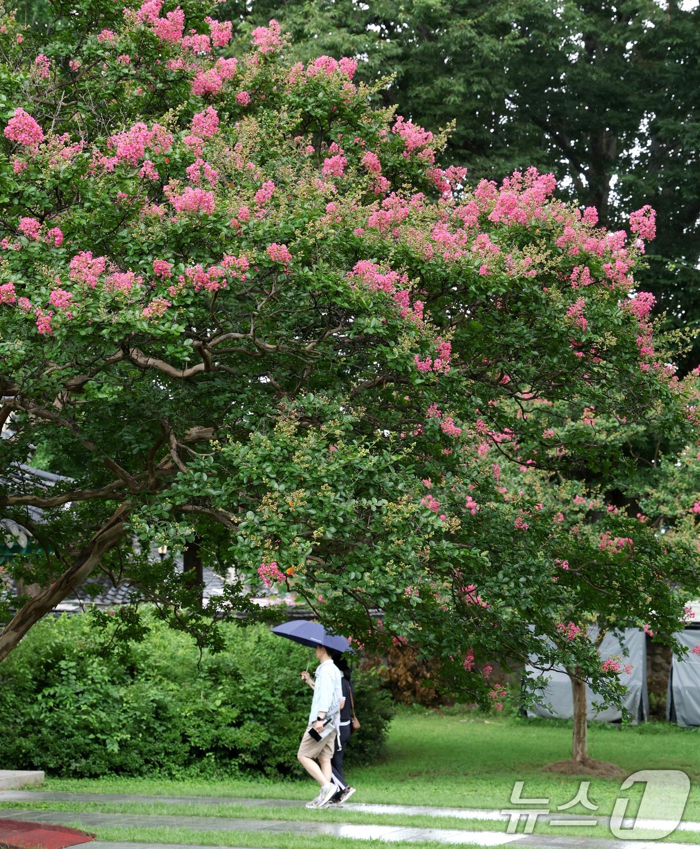 본문 이미지 - 소나기가 내린 13일 전북 전주시 전주향교에 배롱나무꽃이 꽃망울을 터뜨리고 있다. ⓒ News1 유경석 기자