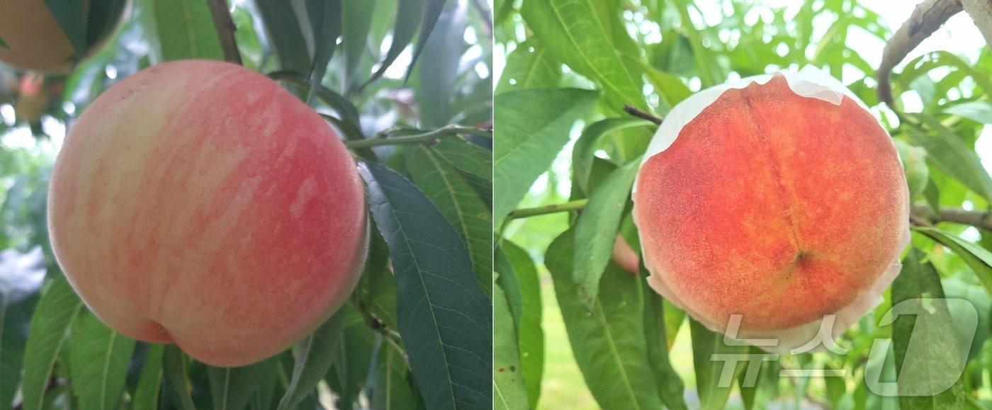 경북농업기술원은 13일 청도복숭아연구소에서 자체 개발한 프리미엄 대과형 복숭아 ‘은백’과 ‘스위트하백’의 농가 보급한다.&#40;사진은 왼쪽부터 은백,스위트하백&#41; ⓒ News1 김대벽기자