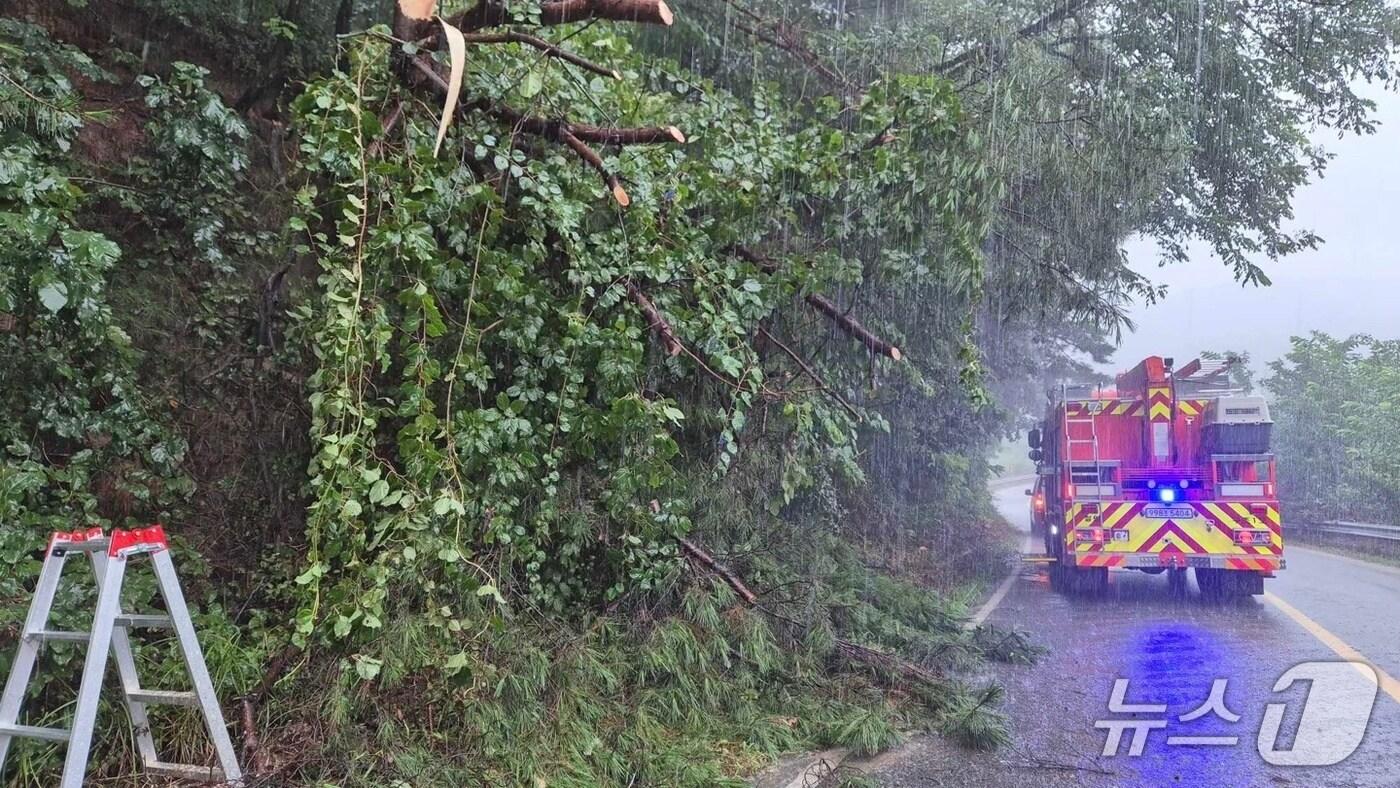 많은 비가 내린 13일 강원 철원 갈말읍 내대리의 한 도로에 나무가 쓰러져 소방당국이 안전조치를 진행 중이다.(강원도소방본부 제공, 재판매 및 DB금지)