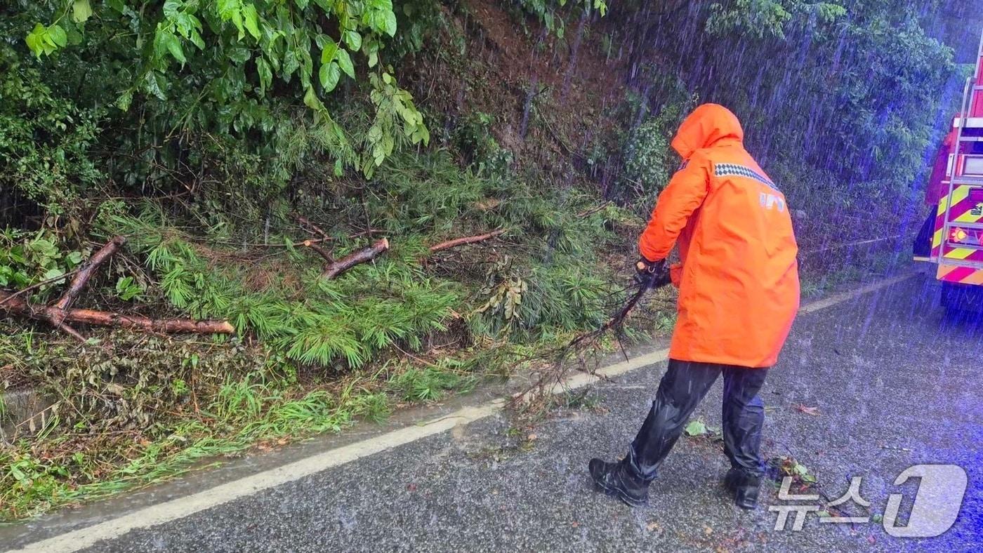 지난 13일 철원 갈말읍 내대리의 한 도로에 쓰러진 나무.&#40;뉴스1 DB&#41;