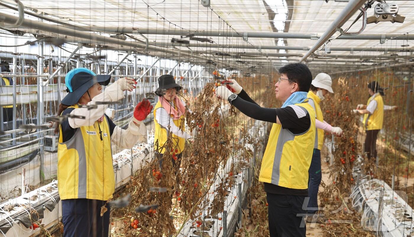 광주지방국세청과 광산세무서는 14일 폭우 피해를 입은 광산구 동산동 일대 농가를 찾아 피해복구 봉사활동을 펼쳤다.&#40;광주국세청 제공, 재배포 및 DB 금지&#41;/뉴스1