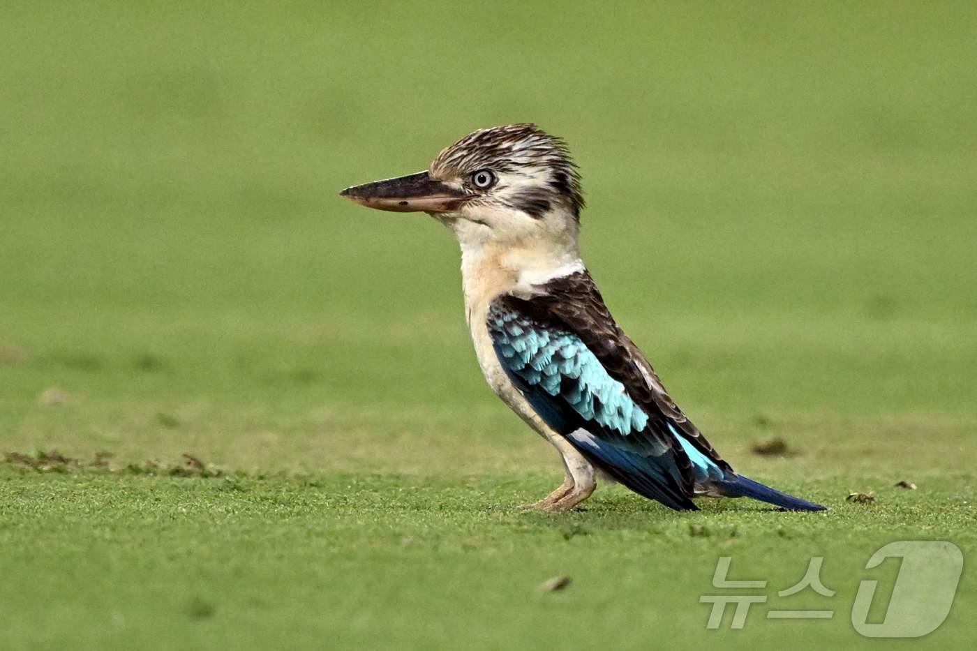 10일(현지시간) 호주 다윈에서 열린 호주 대 남아프리카공화국 T20 국제 크리켓 경기 도중 쿠카부라(웃음물총새) 한 마리가 경기장에 날아든 모습. 2025.08.10. ⓒ AFP=뉴스1 ⓒ News1 윤다정 기자