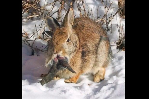 본문 이미지 - '좀비 토끼'로 불리는 토끼. 입 아래에 길게 자란 돌기가 보인다.  (Clinton Forry via Flickr, CC-by-2.0).