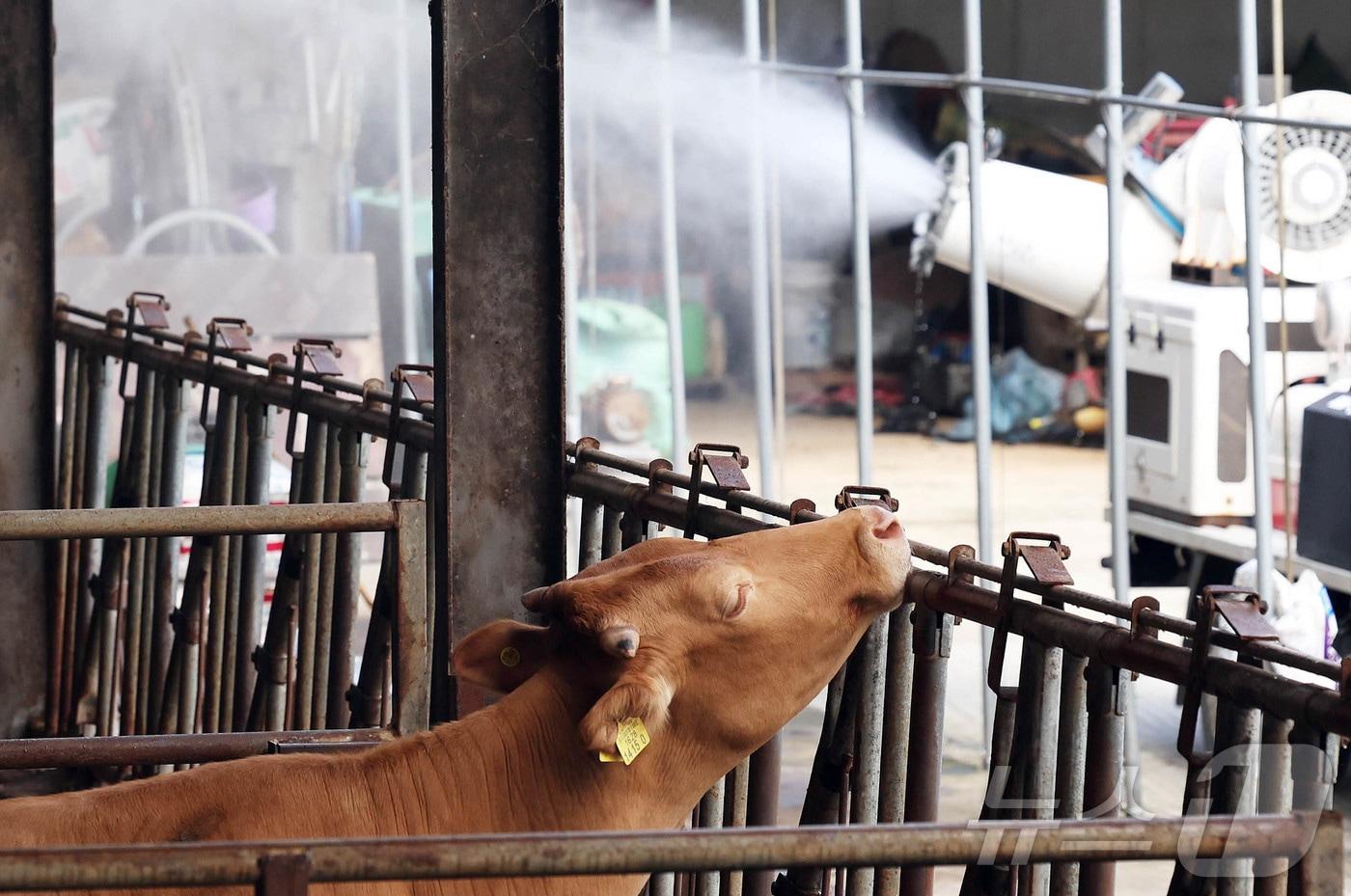 더운 날씨를 보인 14일 광주 북구 망월동의 한 축사에서 북구청 동물정책팀 직원들이 살수차를 이용해 물을 뿌리고 있다.&#40;광주 북구 제공. 재판매 및 DB 금지&#41; ⓒ News1 박지현 기자