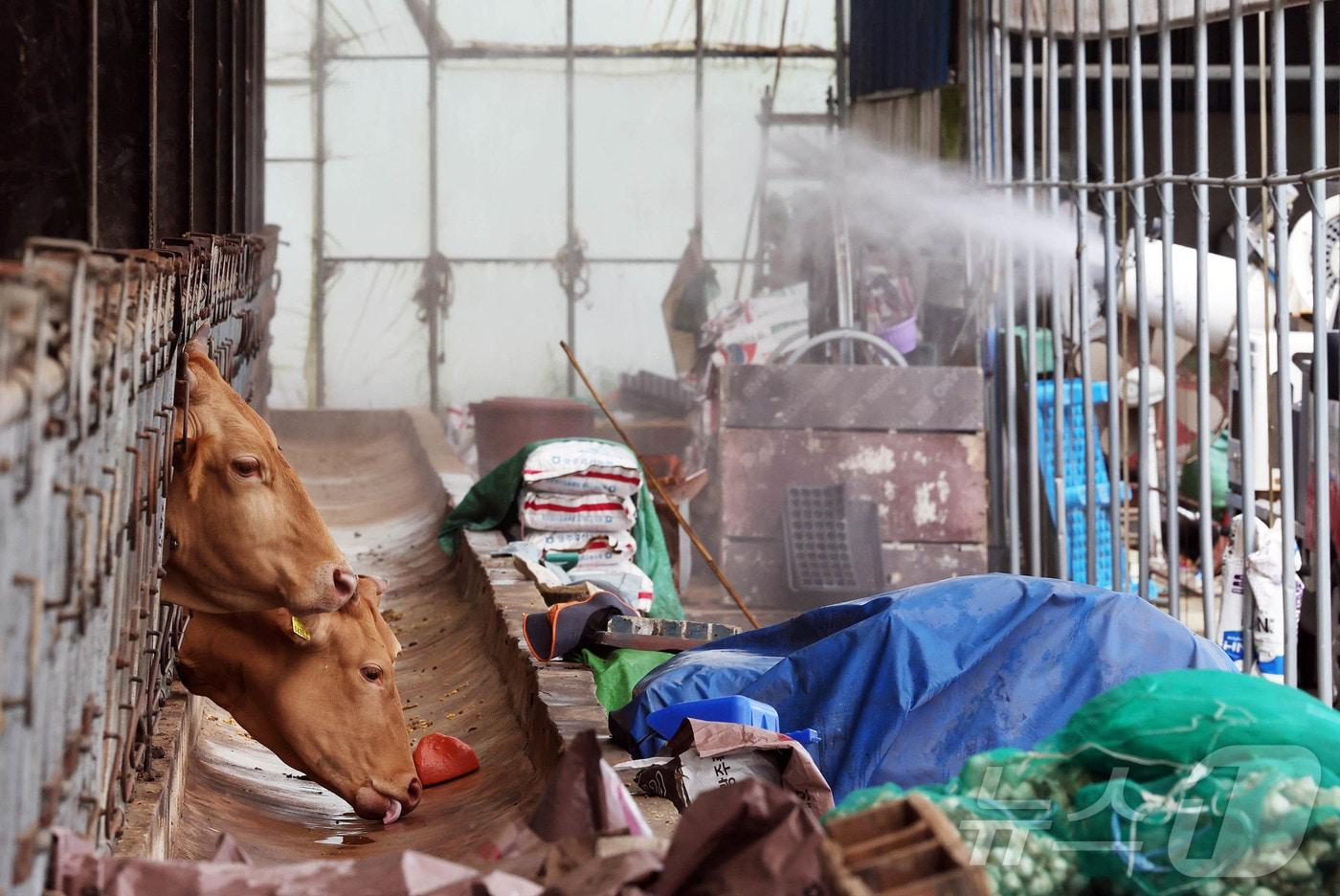 14일 광주 북구 망월동의 한 축사에서 소가 더위를 식히고 있다.&#40;광주 북구 제공. 재판매 및 DB 금지&#41;