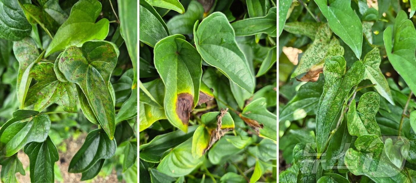 폭염 이후 이어진 가을장마로 마(산약)에 점무늬병, 탄저병, 흰무늬병 발생이 우려되자 경북농업기술원이 신속한 방제를 당부했다. ⓒ News1 김대벽기자