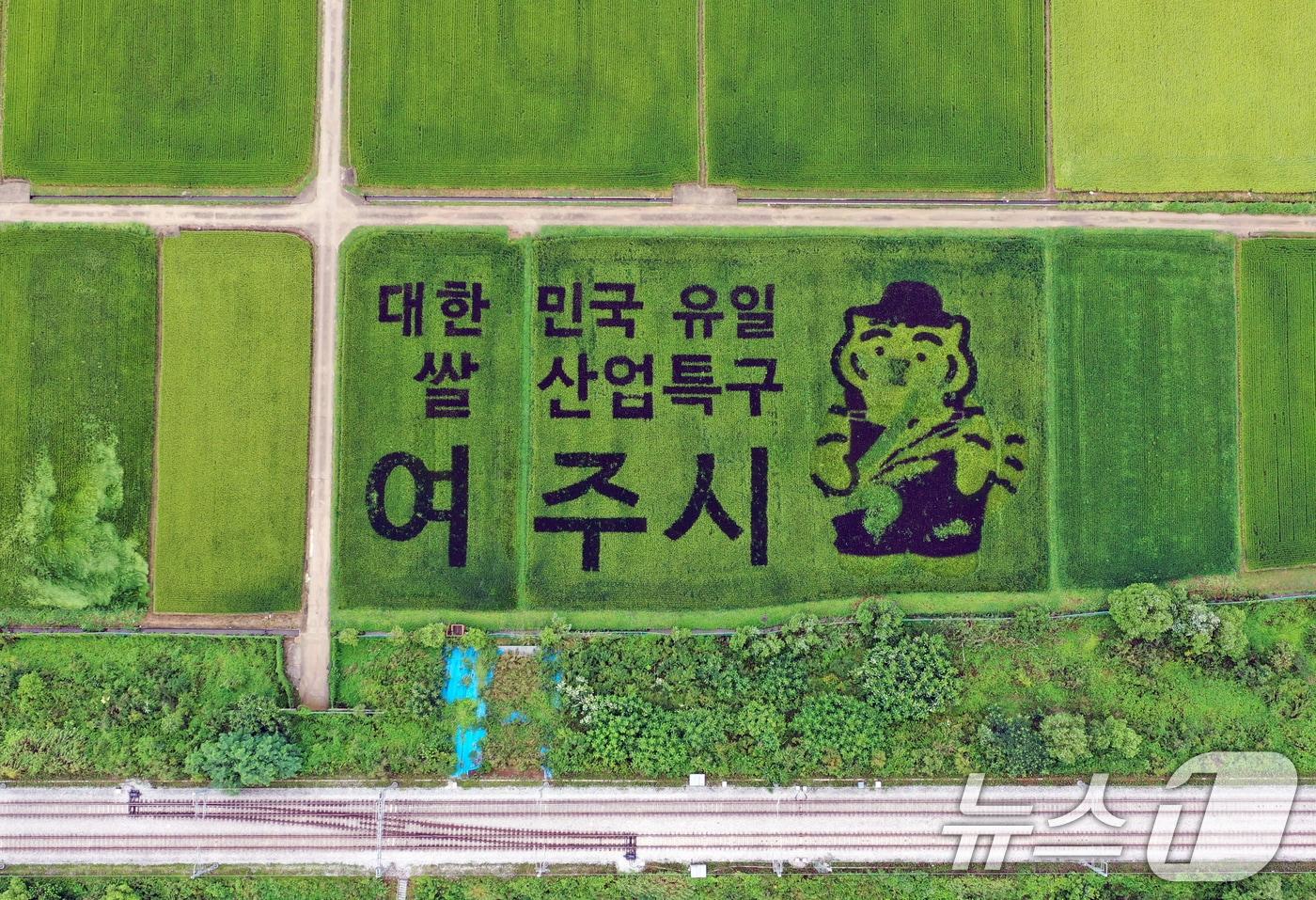 경기 여주시의 한 논에 유색벼를 활용한 논아트 그림이 그려져 있다./뉴스1 ⓒ News1 김영운 기자