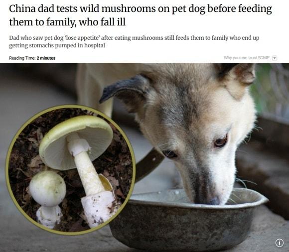 본문 이미지 - &#40;SCMP 갈무리&#41;