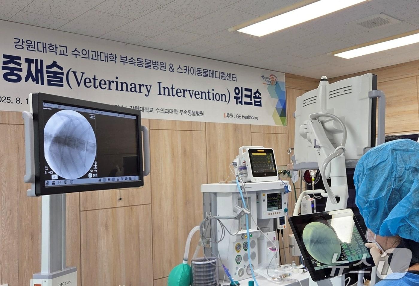 스카이동물메디컬센터와 강원대 수의대는 14일 &#39;수의중재술 워크숍&#39;을 진행했다. ⓒ 뉴스1