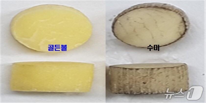 본문 이미지 - 강원 평창군의 신품종 감자인 골든볼과 기존 품종인 수미의 박피 12시간 후 갈변화 현장 비교 자료 사진. &#40;평창군농업기술센터 제공. 재판매 및 DB금지&#41; 2025.8.16/뉴스1