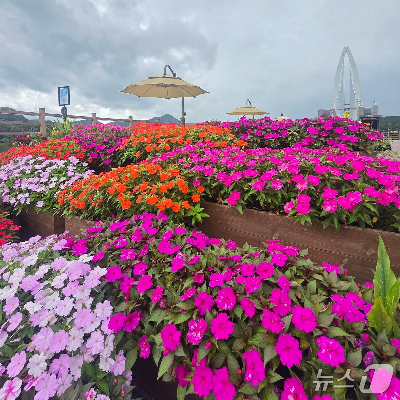 본문 이미지 - 전북 임실군이 오는 19일 옥정호 출렁다리와 붕어섬의 안전 점검을 마치고 재개장한다.&#40;임실군제공. 재판매 및 DB금지&#41;2025.8.17/뉴스1