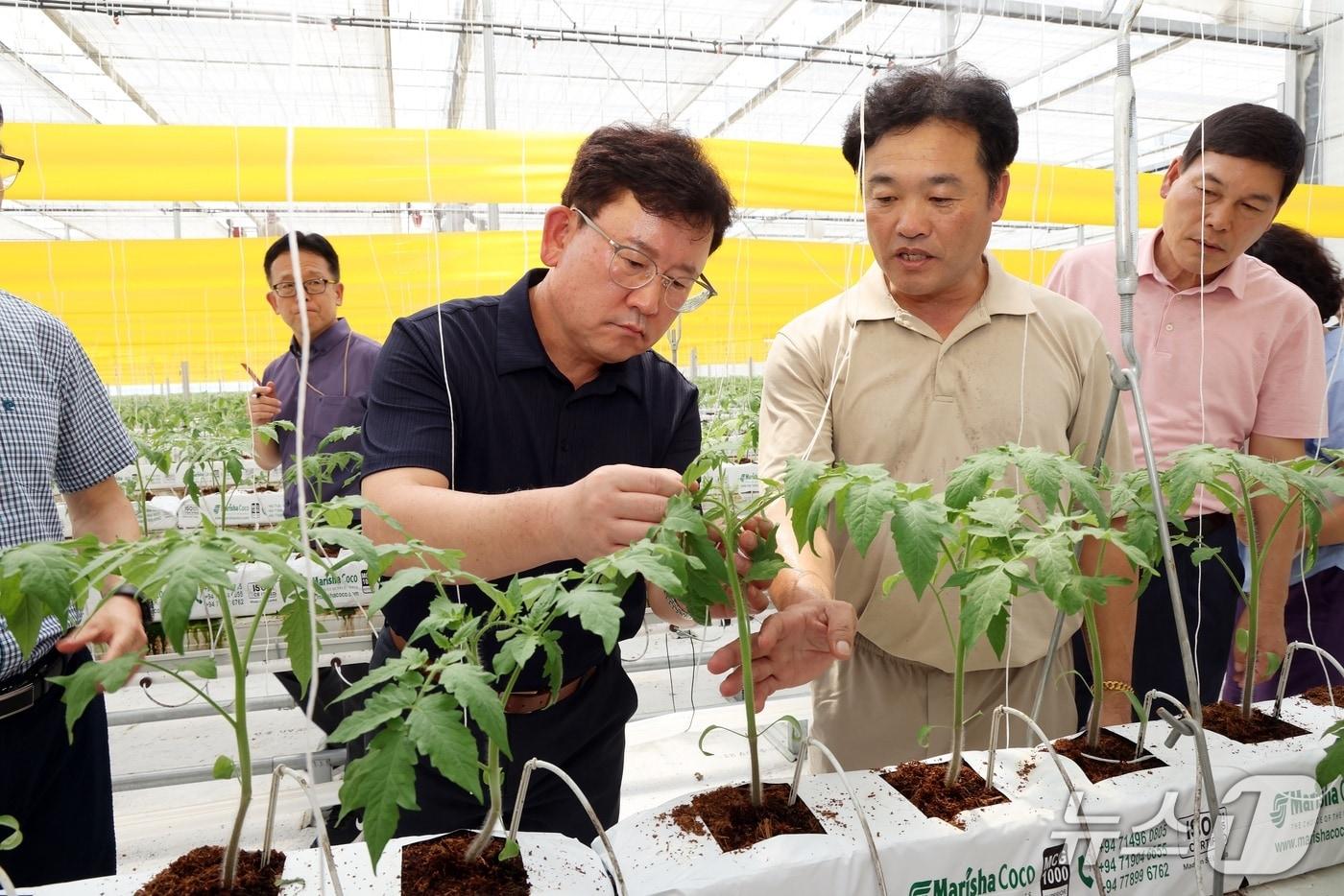 이승돈 신임 농촌진흥청장(왼쪽)이 8월 17일, 취임 첫 행보로 가을 작기를 시작한 전남 담양의 한 시설 토마토재배 농가를 방문해 '토마토뿔나방' 방제 상황을 점검하고 있다. (농진청 제공). /2025.8.17/ ⓒ News1