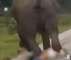 본문 이미지 - 인도 카르나타카주의 야생 보호구역에서 17일(현지시간) 관광객이 코끼리에 밟히는 사고가 발생했다. (출처=소셜미디어 엑스) 2025.8.17./뉴스1