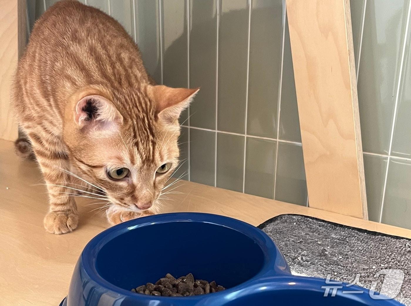 본문 이미지 - 고양이카페&#40;아이디동물의료센터 제공&#41; ⓒ 뉴스1