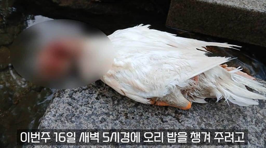 본문 이미지 - (유튜브 채널 '오리 엄마' 갈무리)