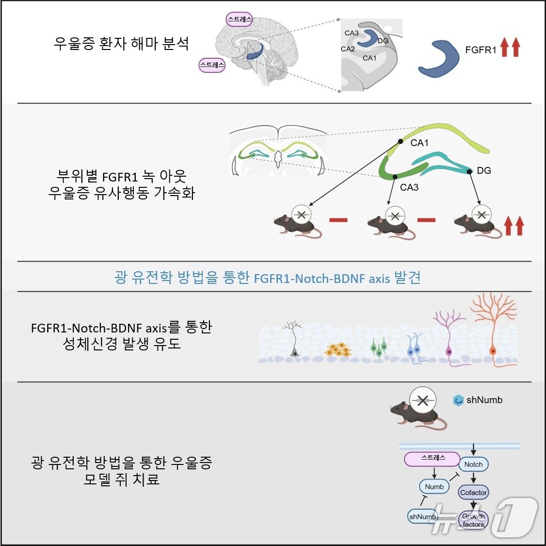 본문 이미지 - 연구 내용 요약 그림&#40;KAIST 제공&#41; /뉴스1