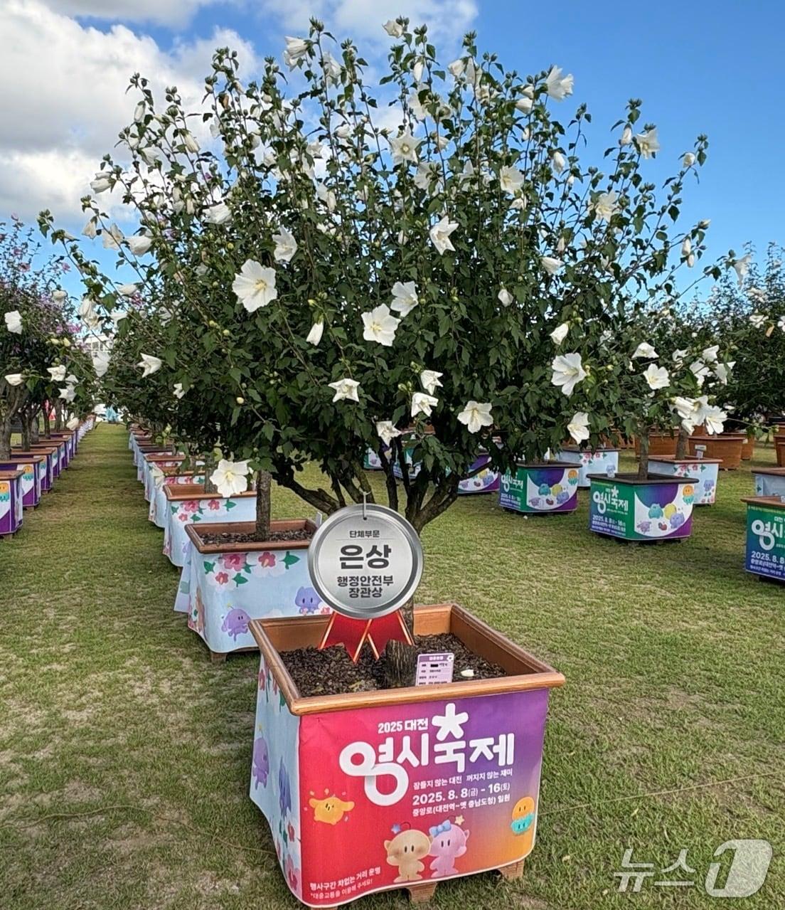 본문 이미지 - 대전 한밭수목원무궁화 품평회 은상 수상 (대전시 제공. 재판매 및 DB금지)2025.8.19/뉴스1