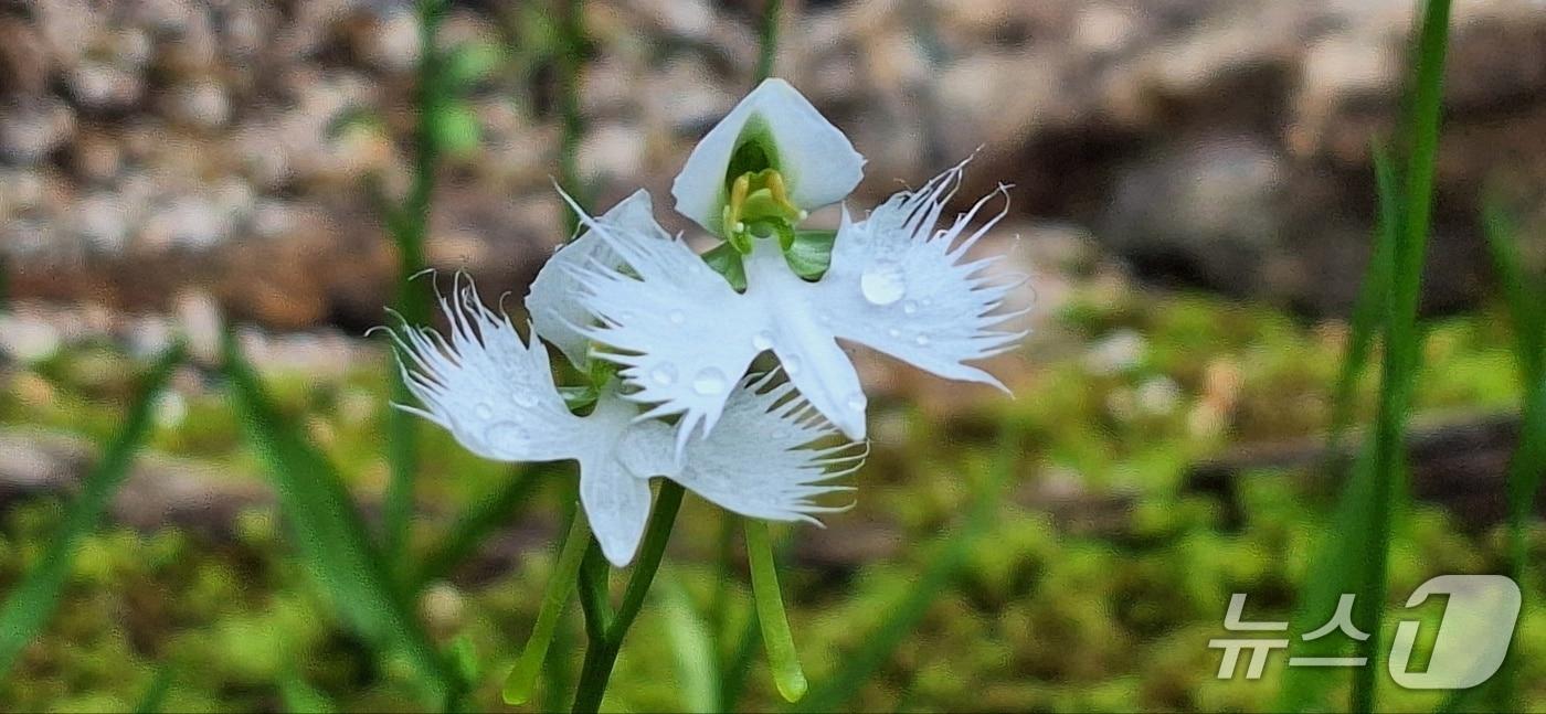 해오라비난초(국립수목원 제공.재판매 및 DB금지)/뉴스1