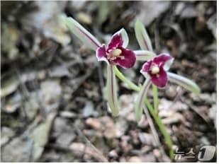 본문 이미지 -  대흥란(제주도 제공. 재판매 및 DB 금지)/뉴스1