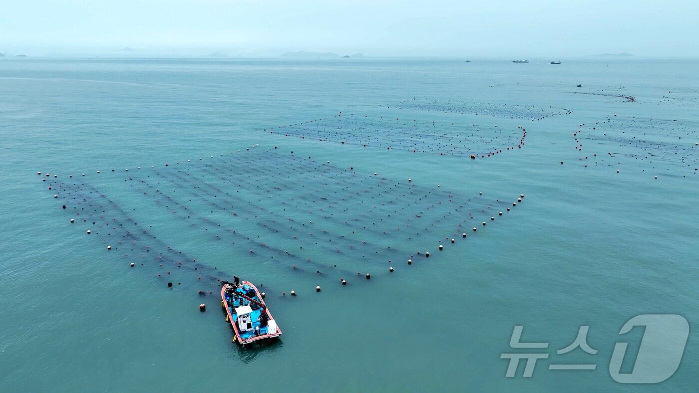 완도 다시마 양식장(완도군 제공. 재판매 및 DB금지) /뉴스1 