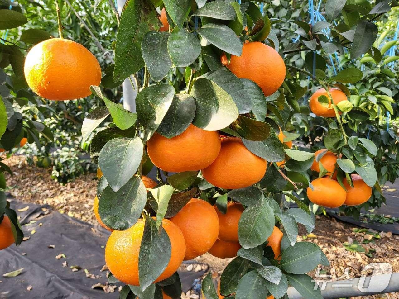 본문 이미지 - 레드스타(제주도 제공. 재판매 및 DB금지)/뉴스1