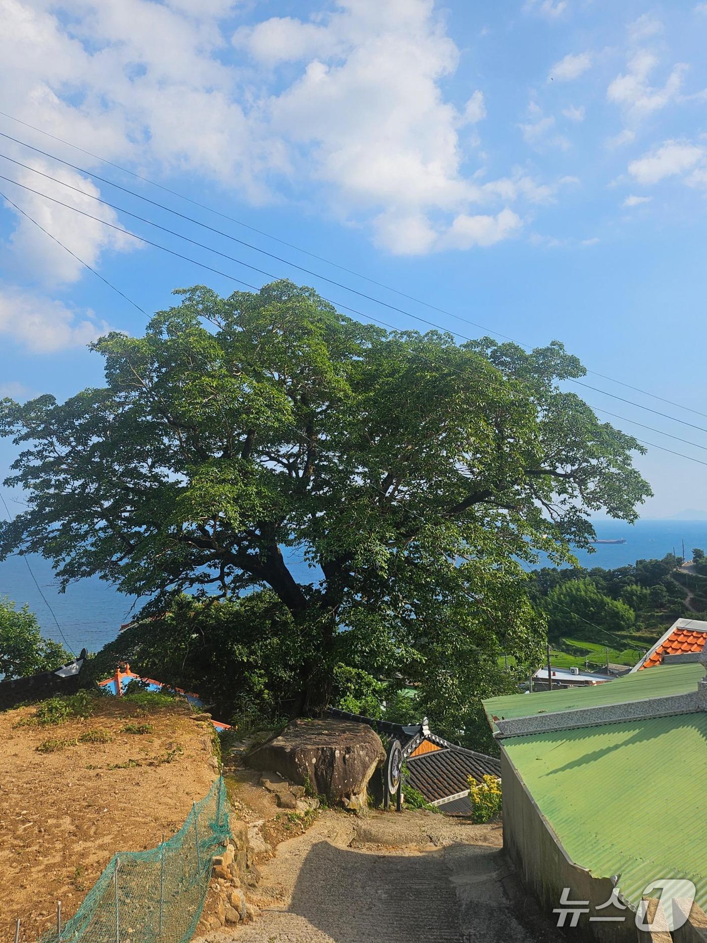 본문 이미지 - 다랭이마을 이팝나무.(남해군 제공. 재판매 및 DB금지)