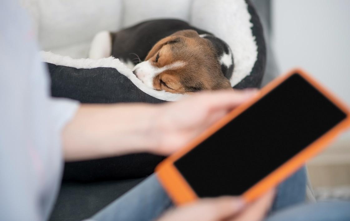 본문 이미지 - 부산 24시 온동물의료센터는 최근 태블릿PC를 씹어 먹은 반려견의 치료 사례를 소개했다(사진은 기사 내용과 무관함, 이미지투데이). ⓒ 뉴스1