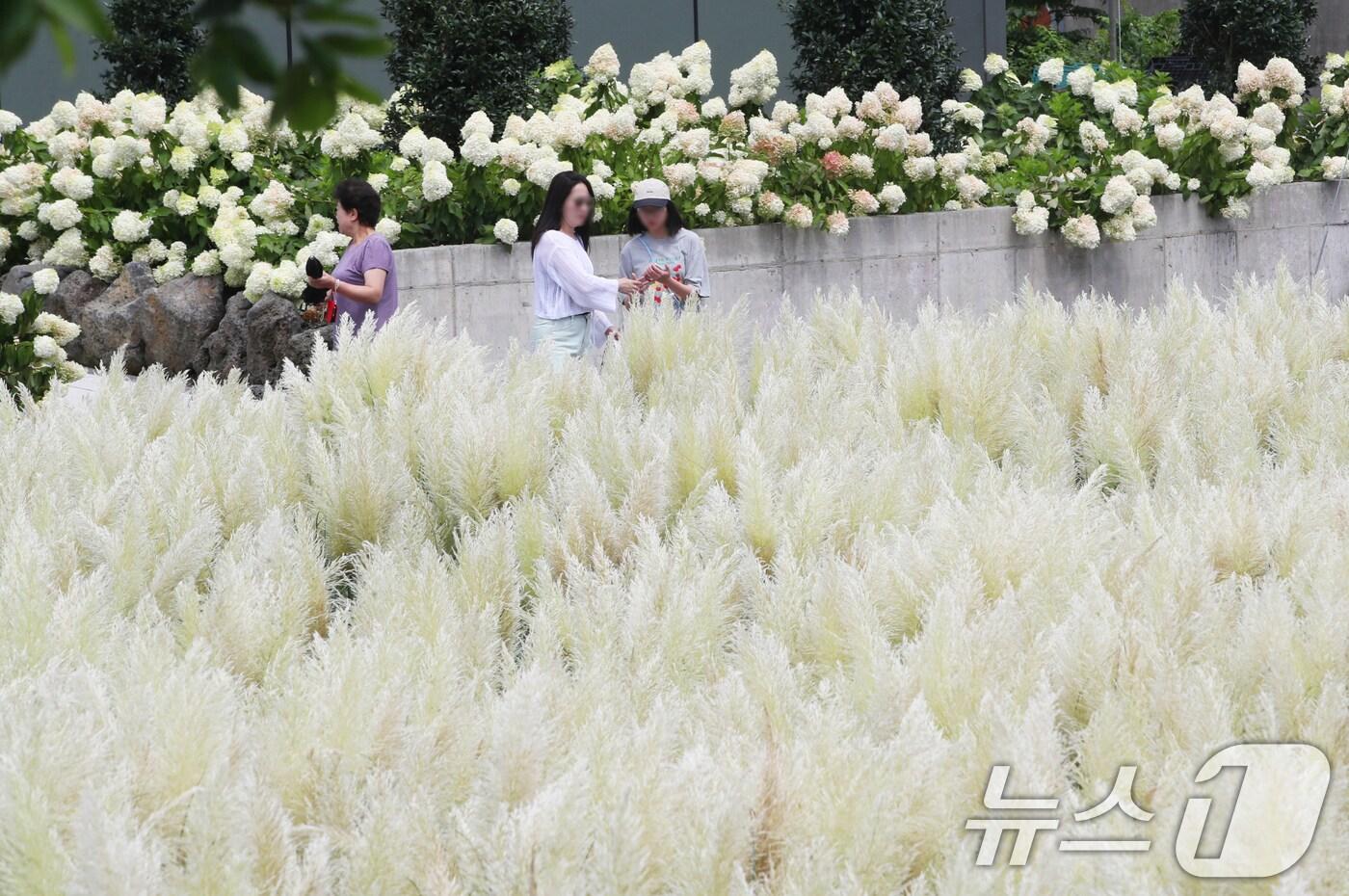 19일 오전 제주시 구좌읍 송당리 동화마을에 유럽수국과 함께 가을의 전령사 팜파스그라스가 활짝 펴 계절의 변화를 알리고 있다. 2025.8.19/뉴스1 ⓒ News1 오현지 기자