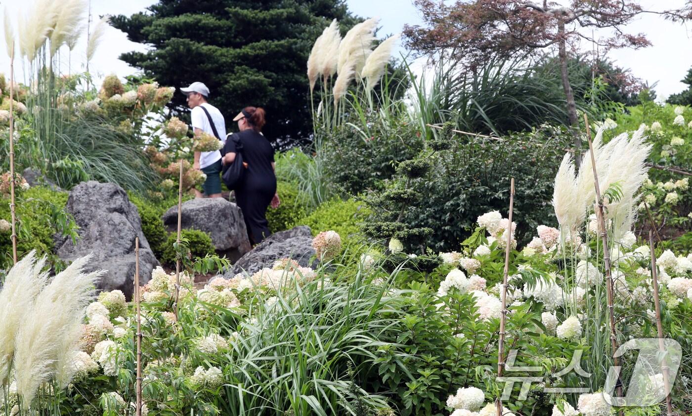 8월19일 오전 제주시 구좌읍 송당리 동화마을에 유럽수국과 함께 가을의 전령사 팜파스그라스가 활짝 펴 계절의 변화를 알리고 있다. 2025.8.19/뉴스1 ⓒ News1 오현지 기자