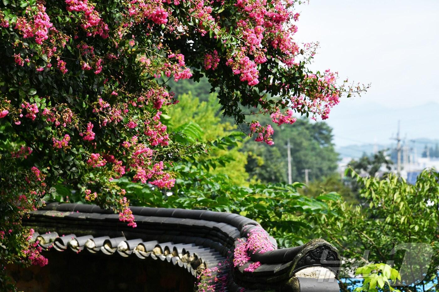 전남 담양 죽림재의 백일홍이 만개해 여름 정취 속에서 붉은 꽃물결을 이루고 있다.(담양군 제공. 재배포 및 DB 금지)