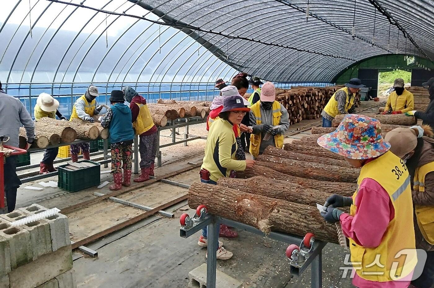 전북 순창군의 한 농가에서 표고버섯 종균 투입 공공형 계절근로자 사업이 진행되고 있다.(순창군 제공. 재판매 및 DB금지)/뉴스1 