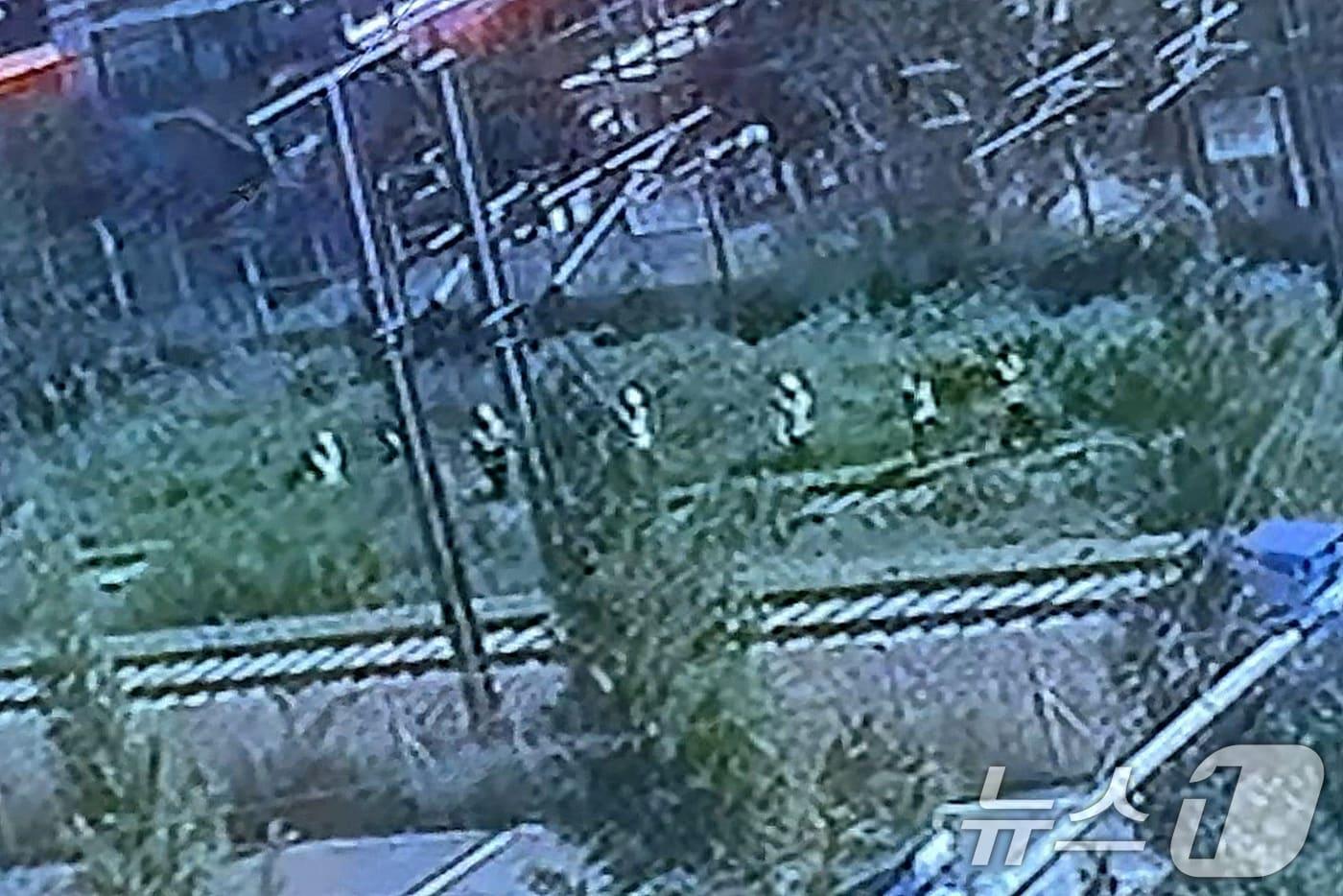 19일 오전 10시 52분쯤 경북 청도군 화양읍 삼신리 경부선 철로에서 무궁화호 열차가 작업자 7명을 치어 2명이 숨지는 사고가 발생했다. 이들 가운데 4명은 중상, 1명은 경상을 입었다. 구조물 안전진단 연구원 6명과 코레일 직원 1명이 작업 현장으로 이동하는 모습. &#40;독자 제공 영상 캡처. 재판매 및 DB금지&#41; 2025.8.19/뉴스1 ⓒ News1 공정식 기자