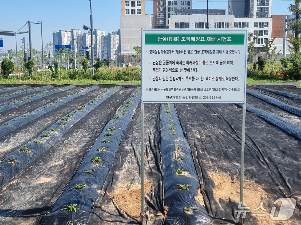 본문 이미지 - 청주시농기센터, 단삼 조직배양묘 시험 재배포 조성(시 제공. 재판매 및 DB금지)./뉴스1