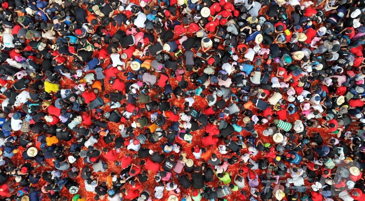 2일 강원 화천군 화천토마토축제장을 방문한 관광객들이 &#39;황금반지를 찾아라&#39; 행사에 참여해 토마토 속에 숨겨진 금반지를 찾고 있다.&#40;화천군 제공, 재판매 및 DB금지&#41; 2025.8.2/뉴스1 ⓒ News1 한귀섭 기자