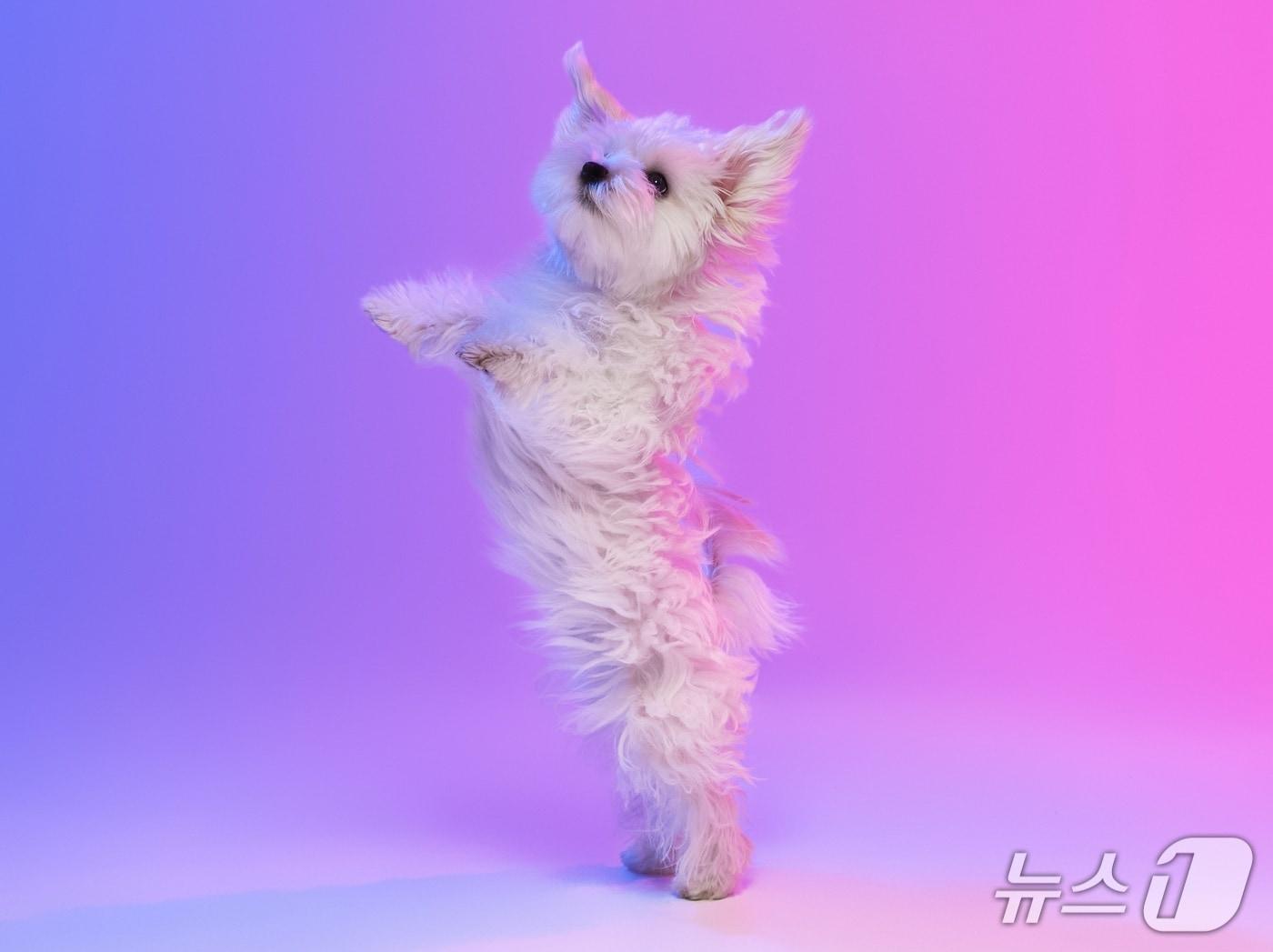 본문 이미지 - 두 발로 서 있는 강아지. 자주 서 있으면 관절 건강에 좋지 않다(사진 이미지투데이). ⓒ 뉴스1