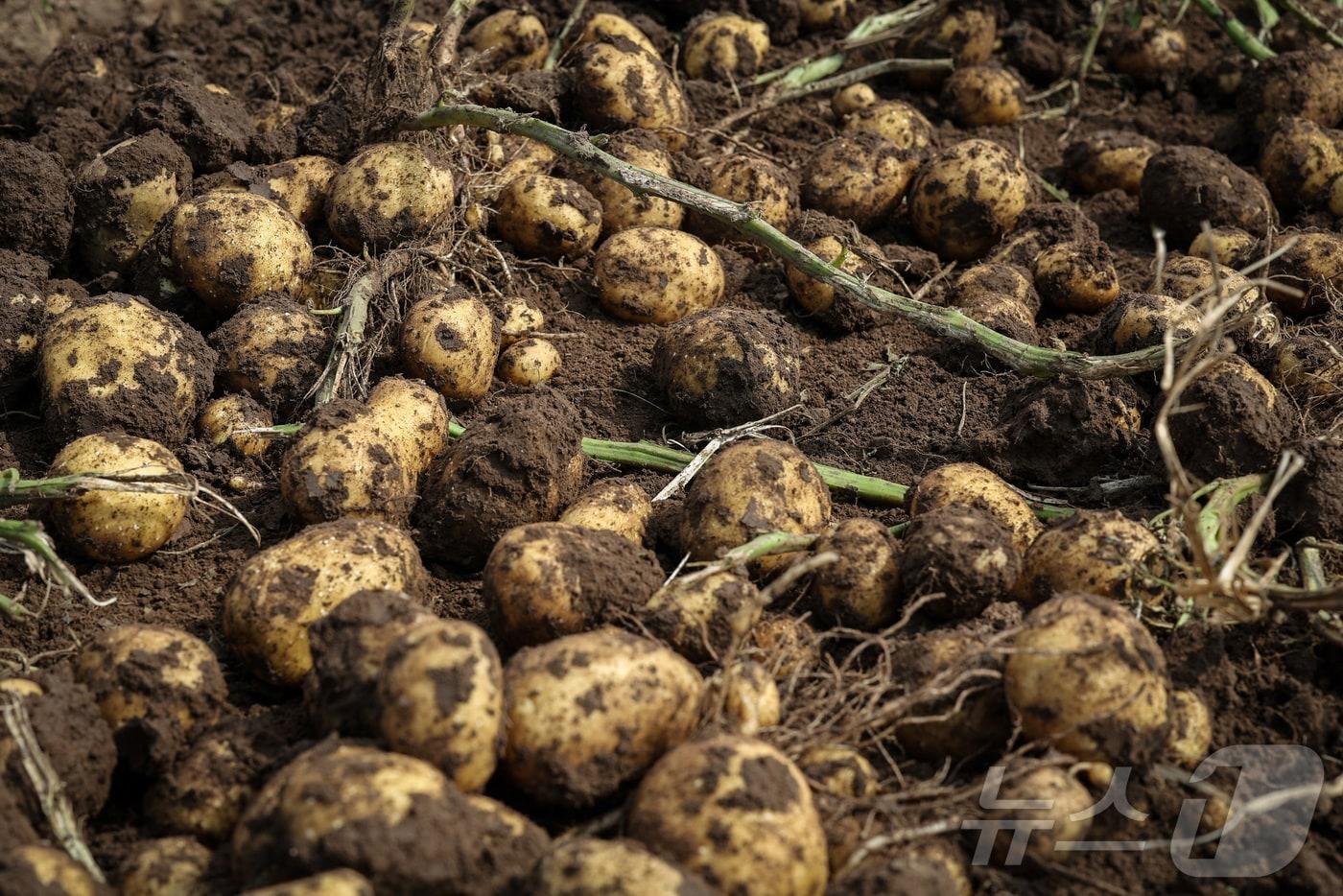 2024년 9월 24일(현지시간) 중국 내몽골 자치구 시린골맹에 위치한 허베이주엔농업개발회사 소속 농장에서 수확기가 캐낸 감자 덩이줄기들이 땅 위에 놓여 있다. 2024.09.24. ⓒ 로이터=뉴스1 ⓒ News1 윤다정 기자