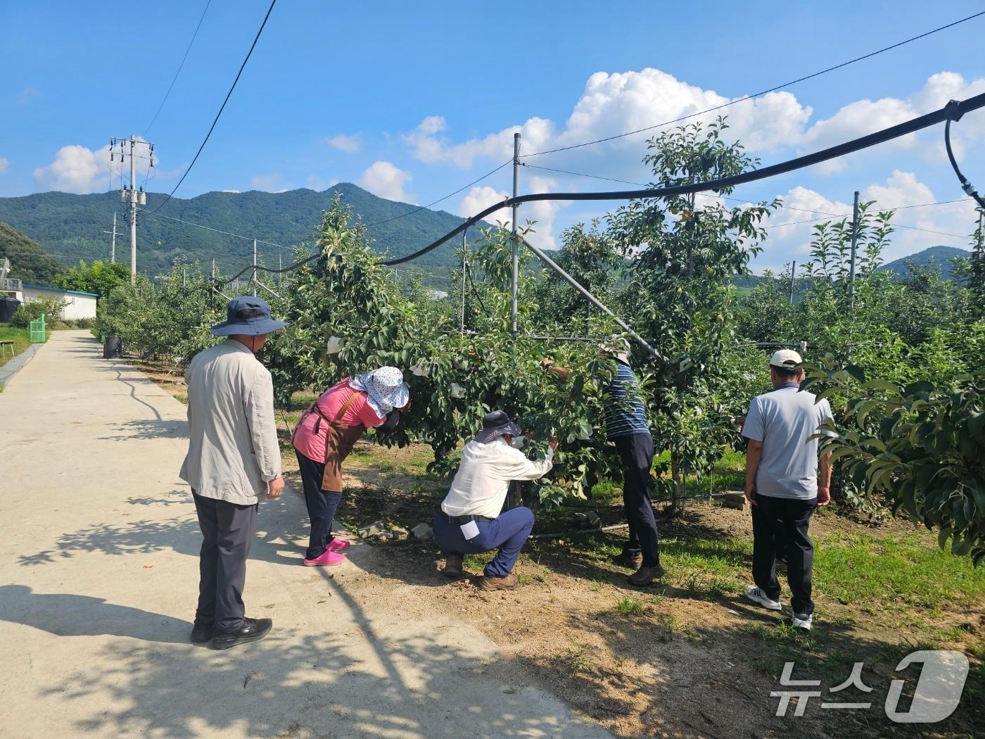 본문 이미지 -  충주시  사과 농가 맞춤형 컨설팅.(충주시 제공. 재판매 및 DB금지)/뉴스1