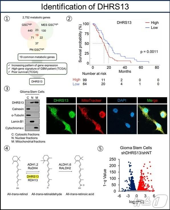 본문 이미지 - 뇌종양줄기세포의 생존과 연관된 대사 유전자 'DHRS13' 발굴 설명(한국연구재단 제공) /뉴스1