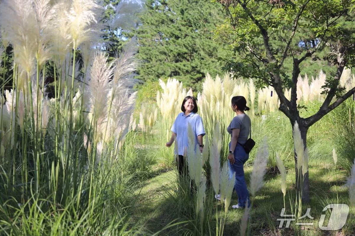 본문 이미지 - 천리포수목원을 찾은 탐방객이 만개한 팜파스그라스 사이를 걷고 있다.(천리포수목원 제공. 재판매 및 DB금지)2025.8.20/뉴스1