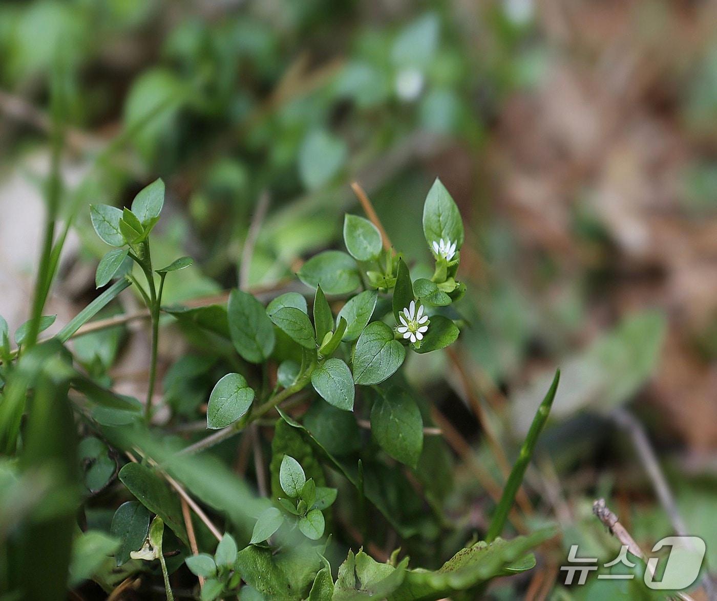 본문 이미지 - (환경부 제공) ⓒ 뉴스1